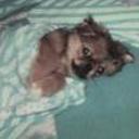 Colby