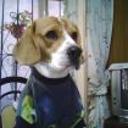 Shiloh