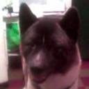 Rex