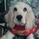 Toffy