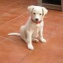 Yaco