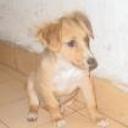 Alboroto