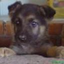 Rocco