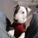 Rocco