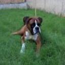 Bruno