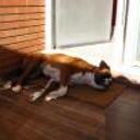 Bruno