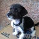 Chicho