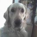Dayron