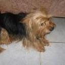 Brisa