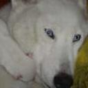 Sofi
