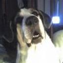 Balu