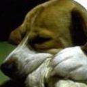 Shiloh