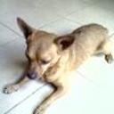 Chiquito