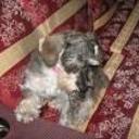 Susy