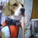 Shiloh