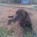 Duque
