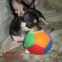 Doddy