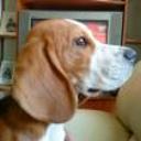 Loky