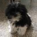 Junior
