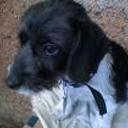 Chicho