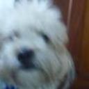 Cometin