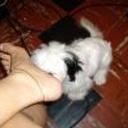 Joey