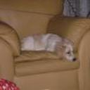 Zimba