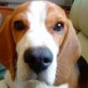 Loky