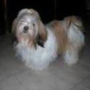 Molly