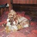 Chipy