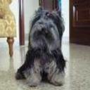 Icaro