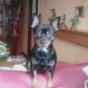 Rufi