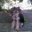 Sofy
