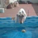 Pipi