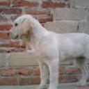 Deisy