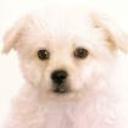Toby