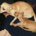 Escobi y kuko