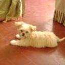 Taddy