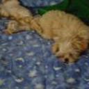 Taddy