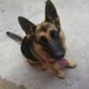 Reyna