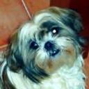 Milhouse