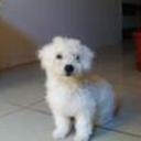 Dixi