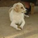 Zimba