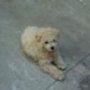 Dolly