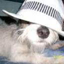 Pancha