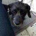 Chicho