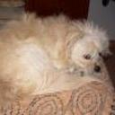 Toby