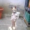 Canelo
