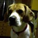 Shiloh