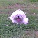 Lola